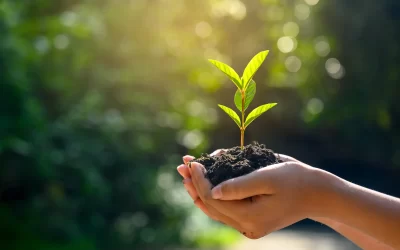 Spring Tree Care – Reviving Your Trees for a Flourishing Season