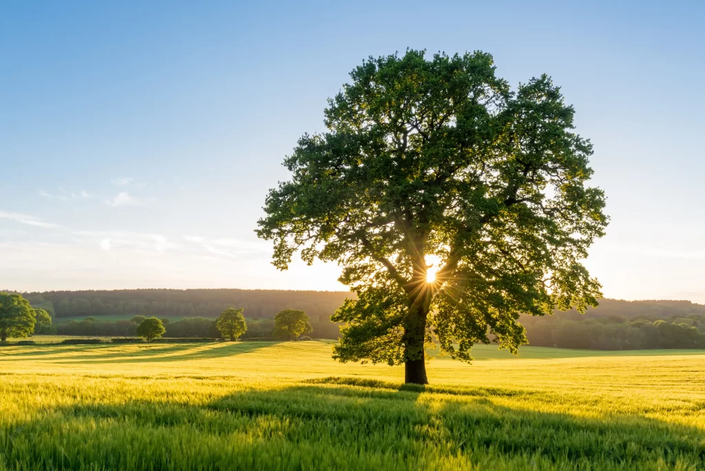 Summer Tree Care: Essential Tips for a Healthy Season