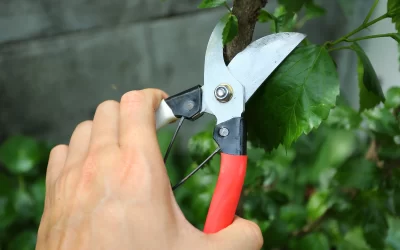 Mastering the Art of Tree Pruning – Enhancing Health and Beauty