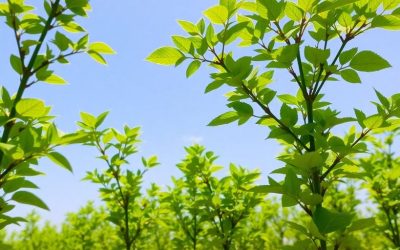 Fast Growing Trees in Ontario: A Complete Planting Guide