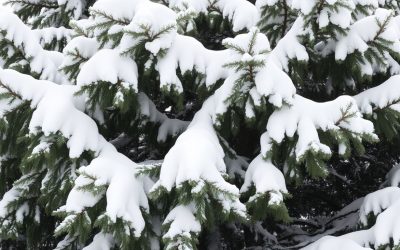 Tree Snow Removal in Arnprior: How to Protect Your Trees from Heavy Winter Snow