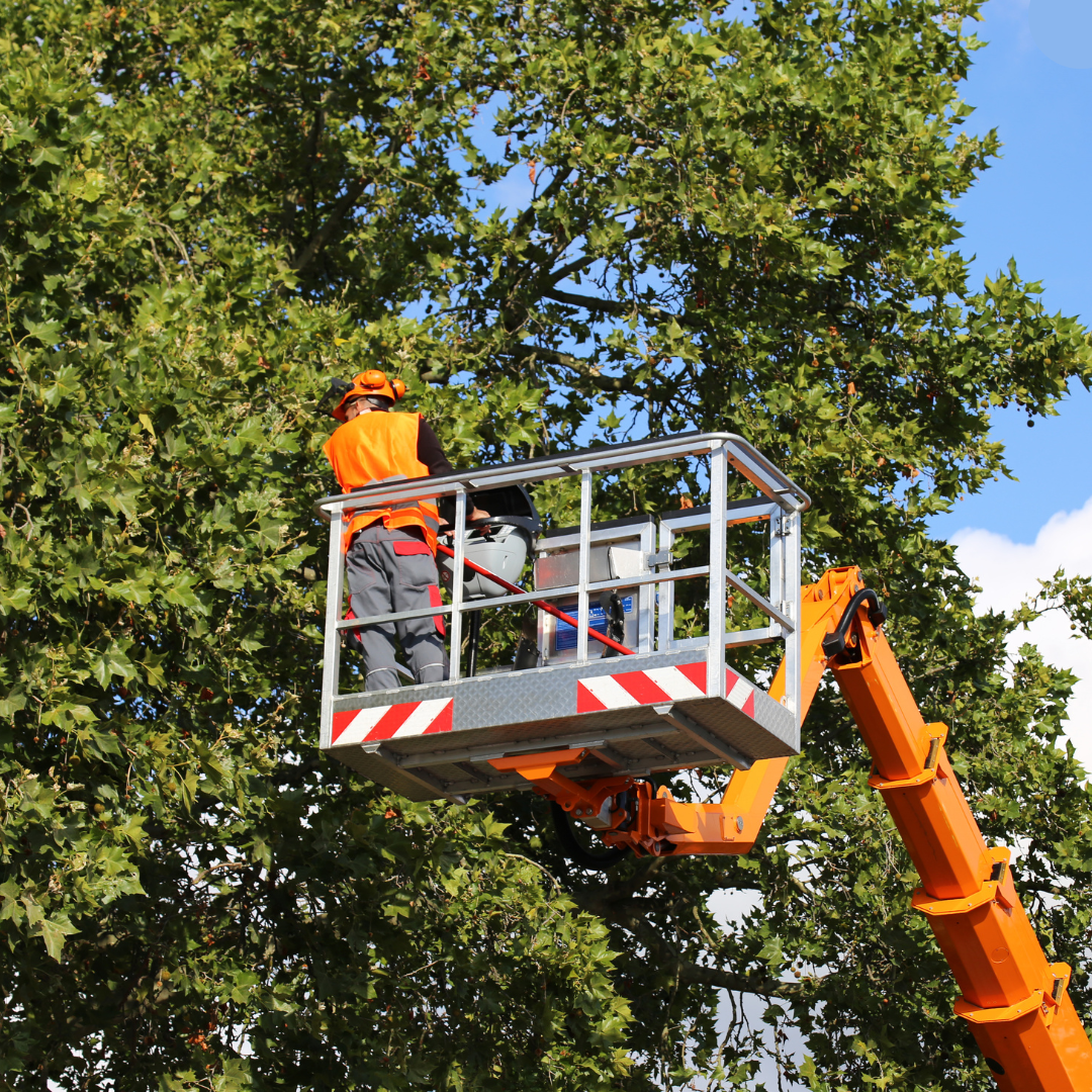 Arborist trimming tree near power lines in Ottawa