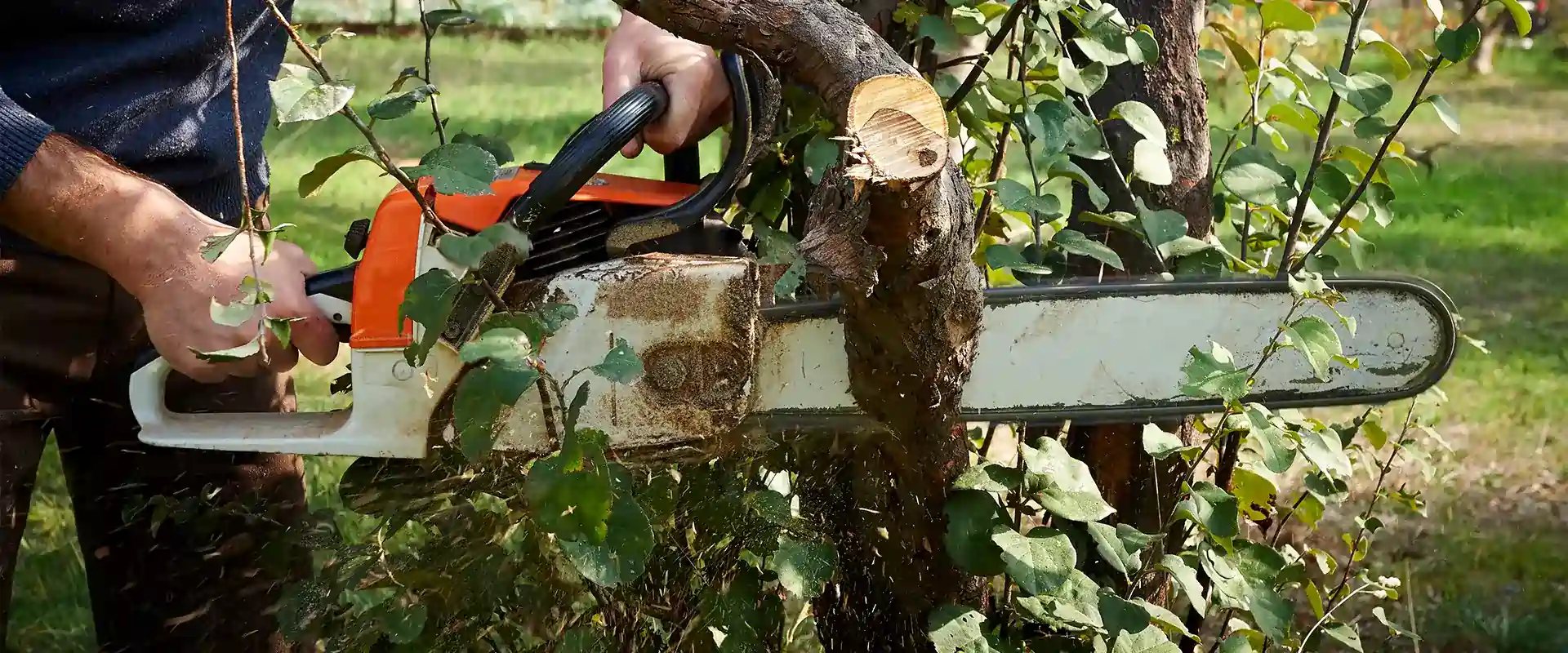 Tree Pruning Services