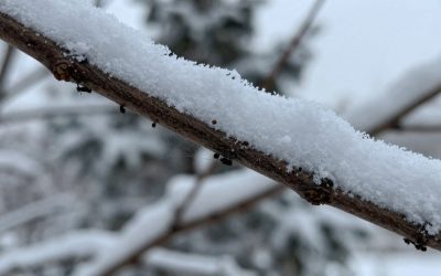How to Handle Pest Infestations on Trees in Winter​