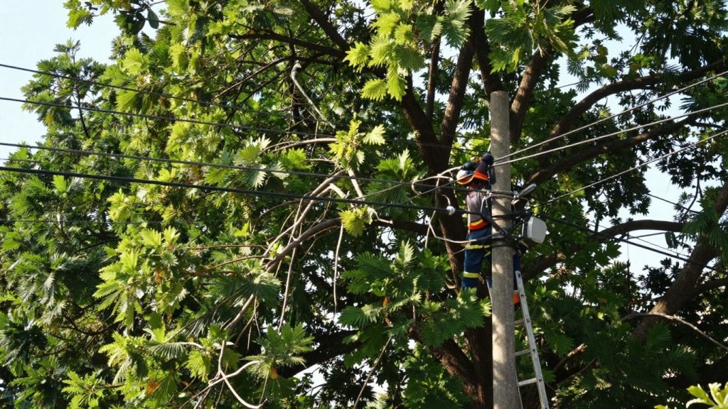 Tree branches near power lines with a arborist trimming.