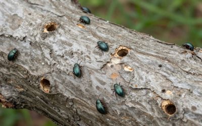 Emerald Ash Borer Ottawa: Causes, Impact & Effective Solutions