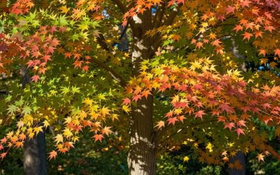 Sugar Maple Tree: Identification, Benefits, and Care Guide