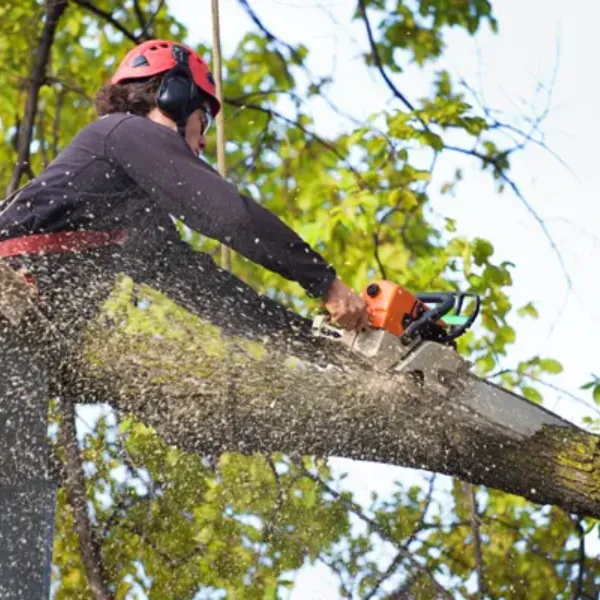 Tree Removal Services