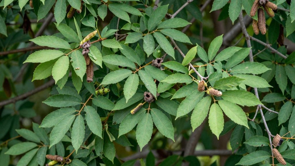 Invasive tree leaves and branches in a yard.