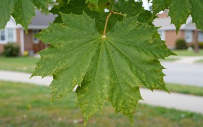 Invasive Tree Species in Ottawa: What’s Growing in Your Yard?
