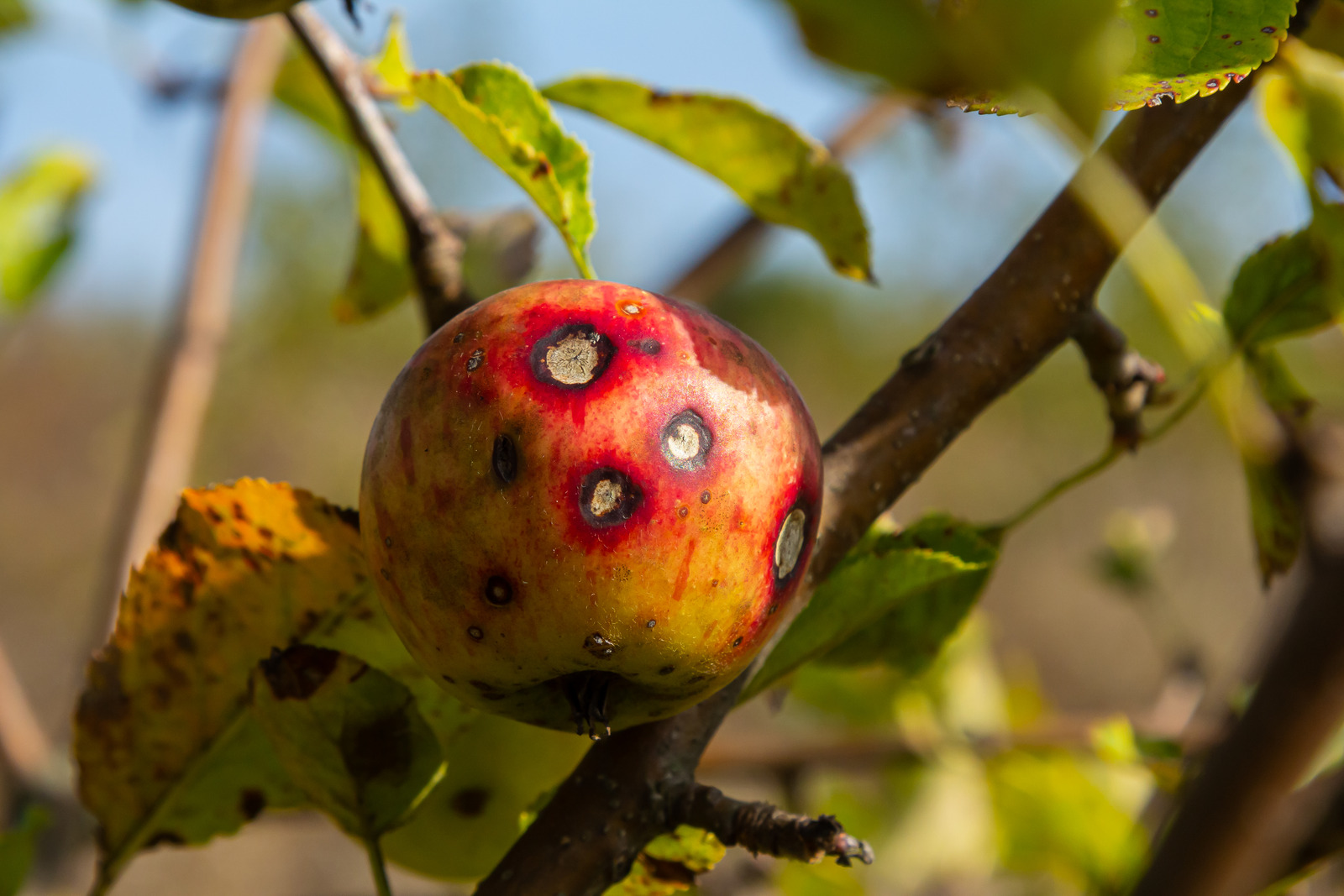 Tree Pruning Services