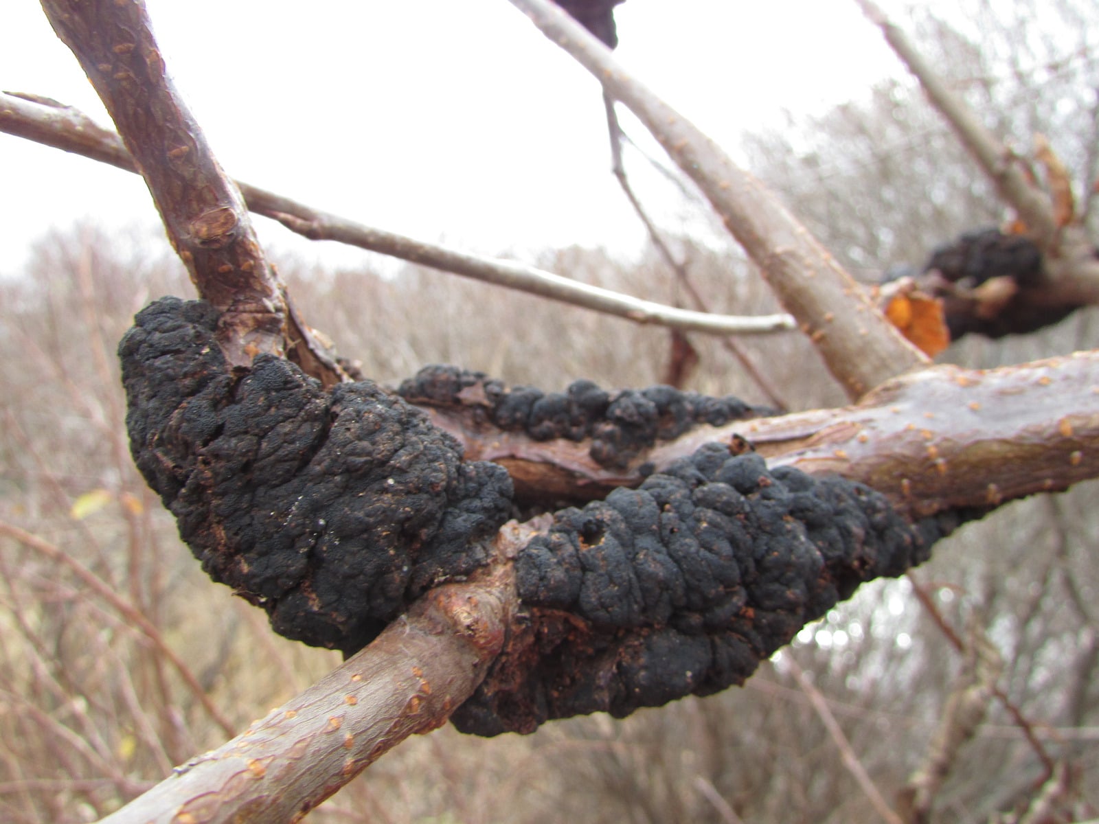 Tree Pruning Services