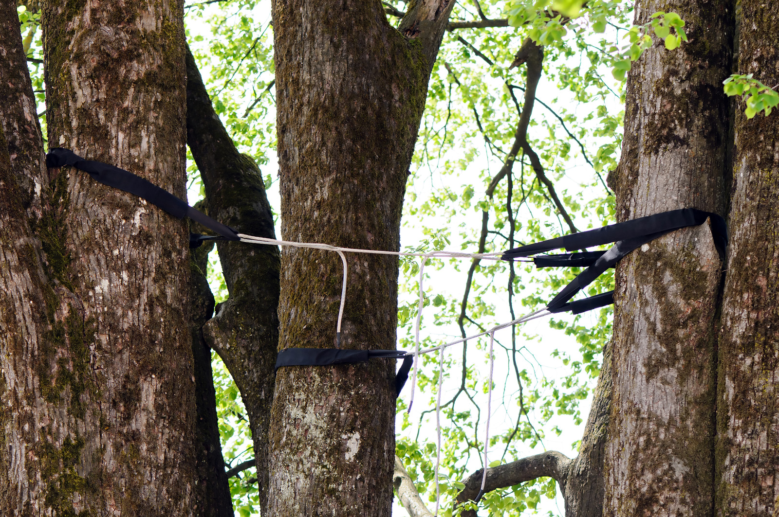 Tree Pruning Services