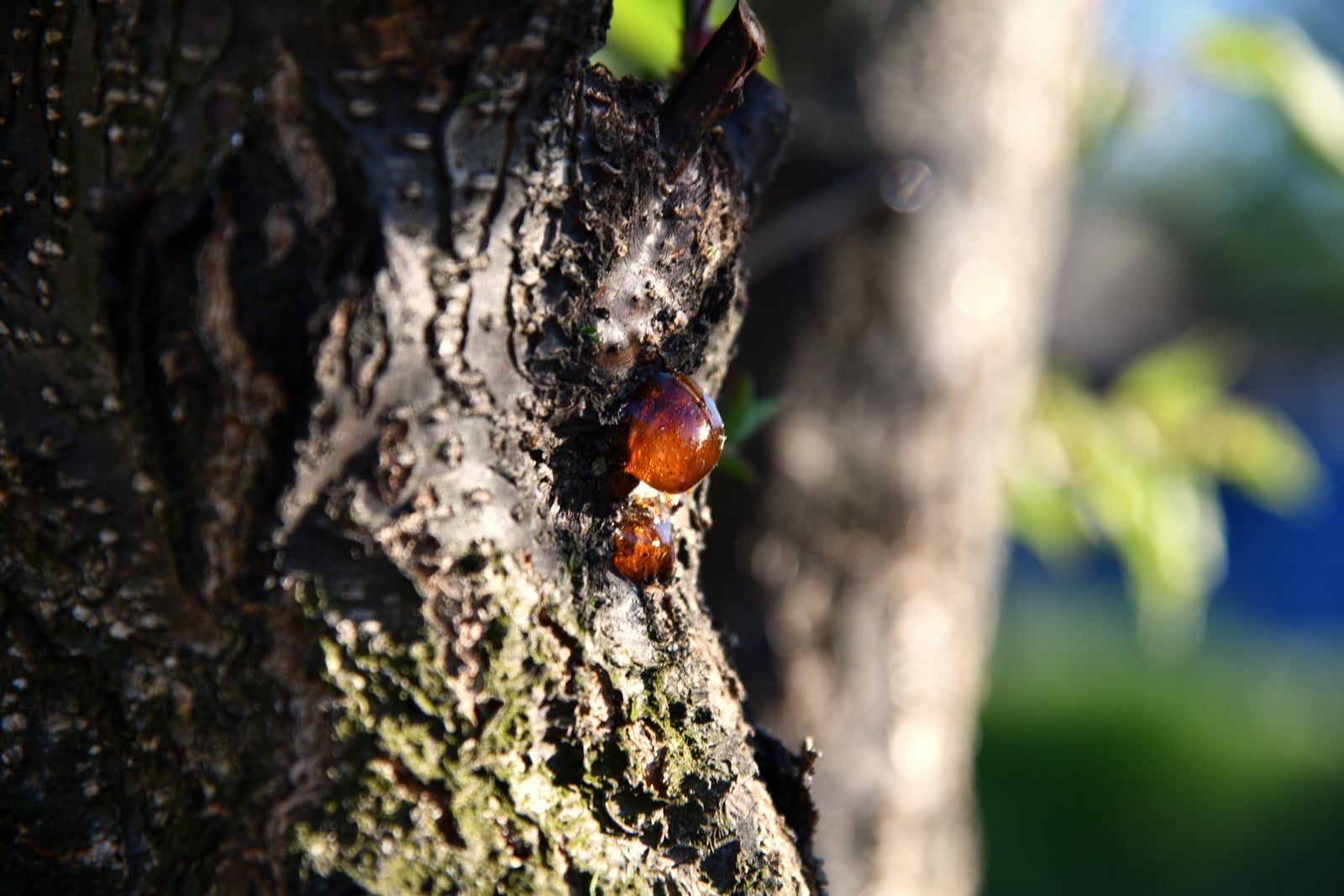 Professional Tree Care Services for Healthy Trees