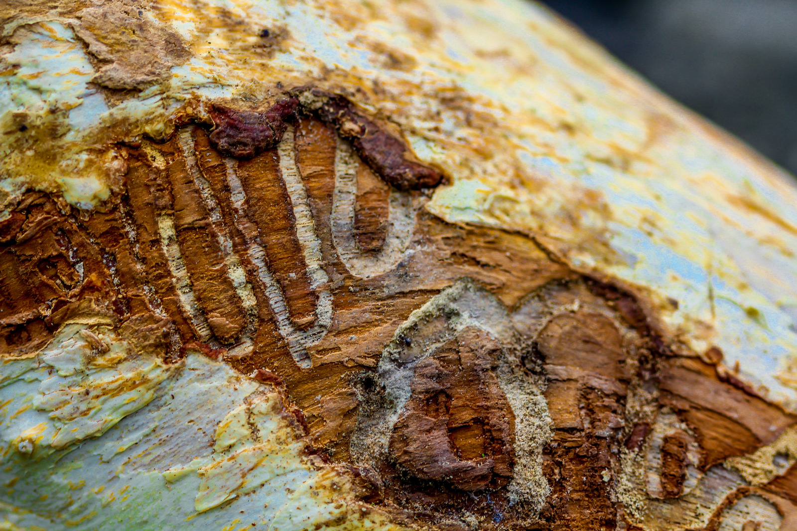 Tree Pruning Services