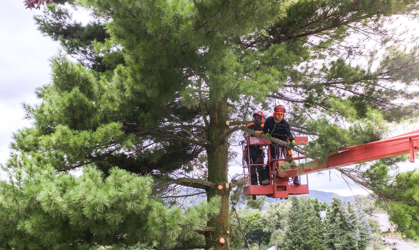 Tree Pruning Services