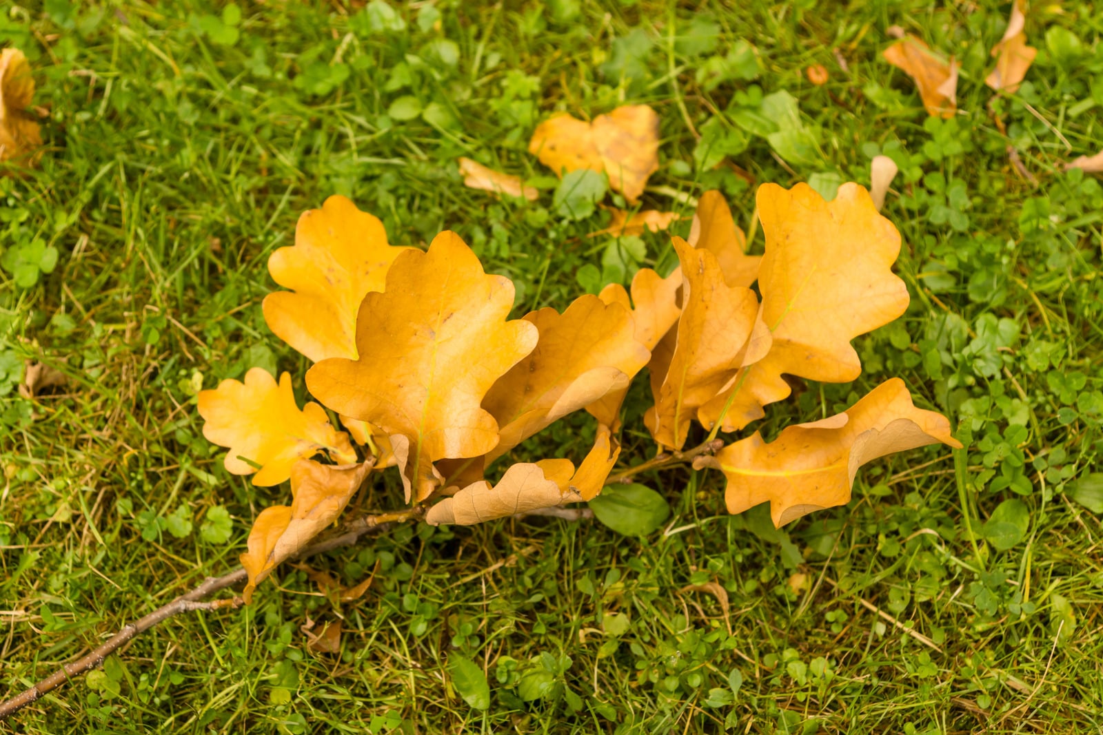 Tree Pruning Services