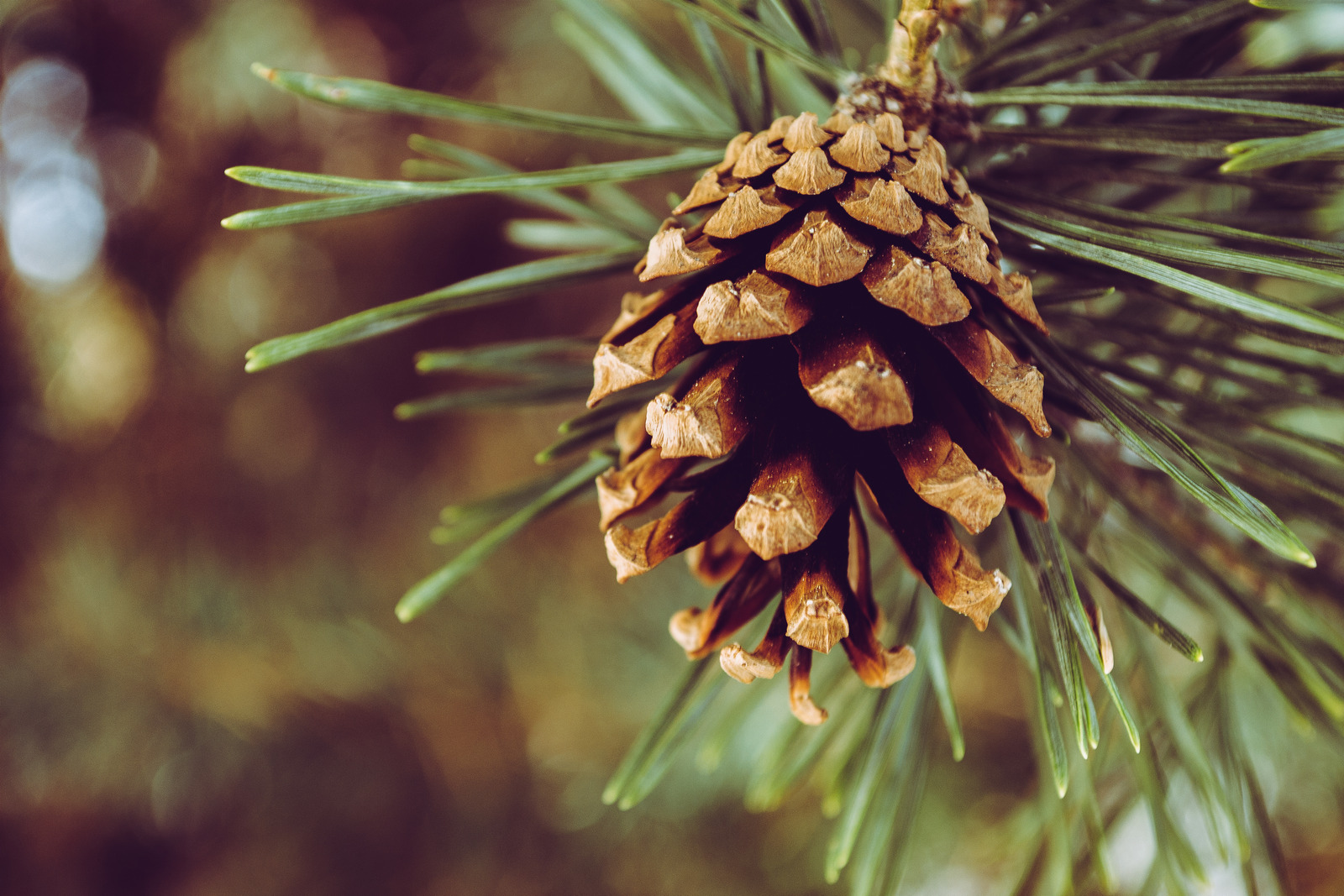Tree Pruning Services