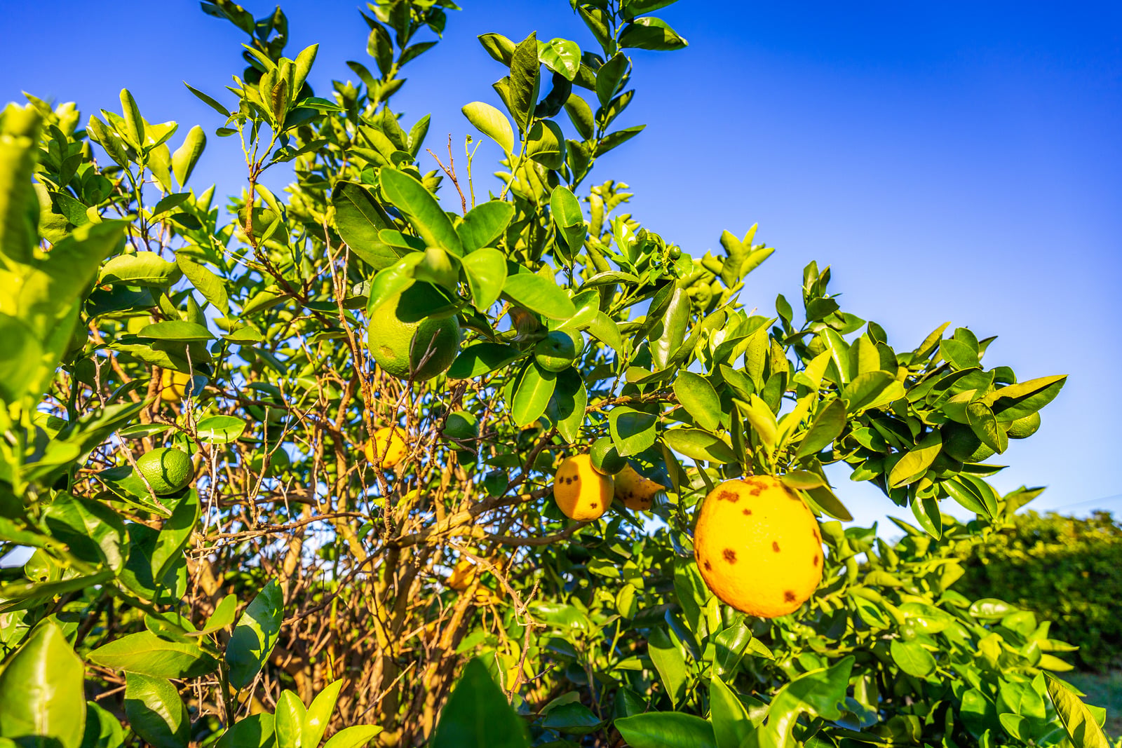 Tree Pruning Services