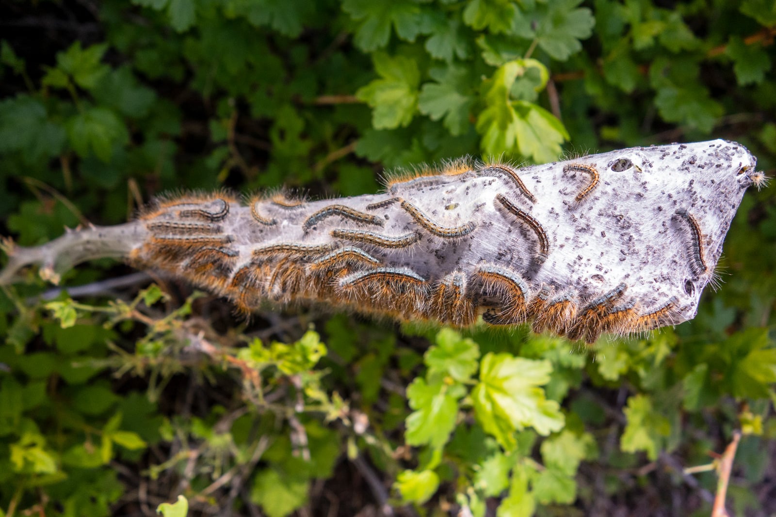 Gypsy moth caterpillars covering a tree trunk.