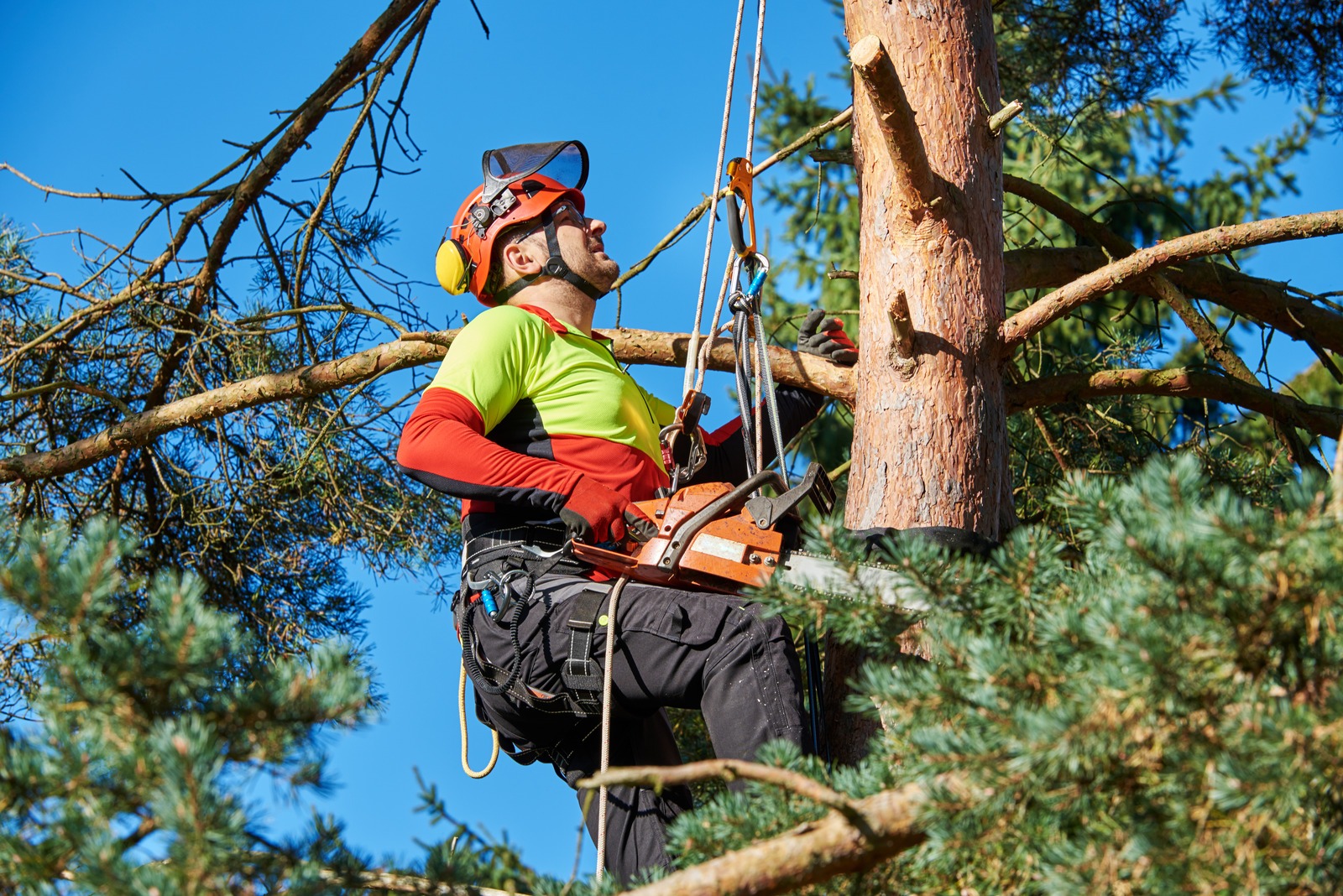 Tree Pruning Services