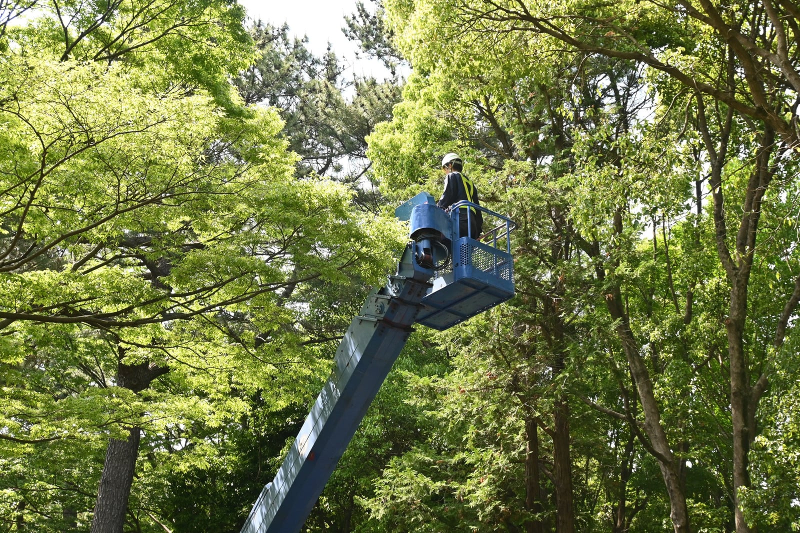 Tree Removal Services