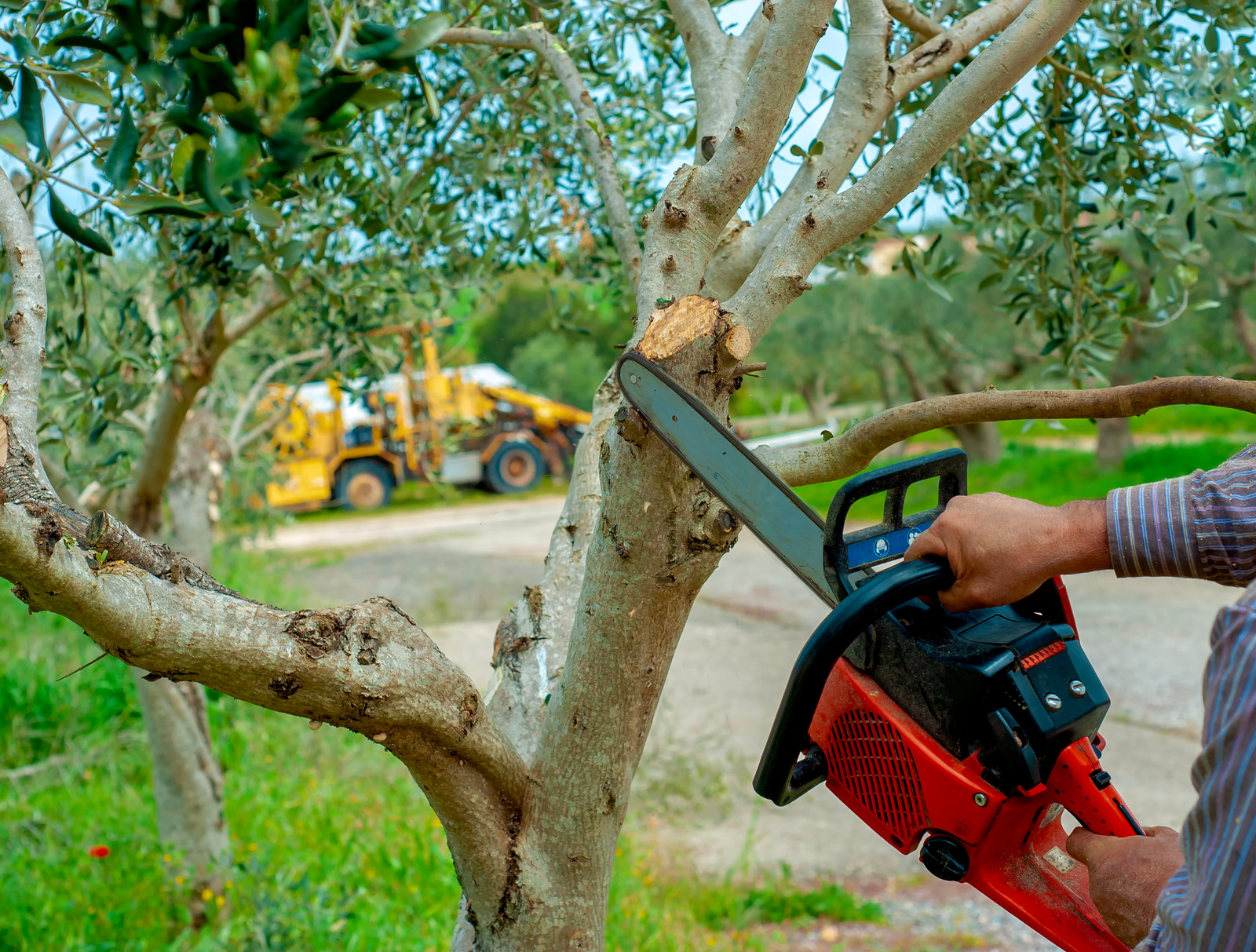 Preventing the Spread of Emerald Ash Borer